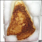 A piece of cheese on toast purportedly showing the Virgin Mary